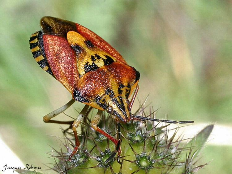 Wallpapers Animals Insectes - Bugs Punaise1