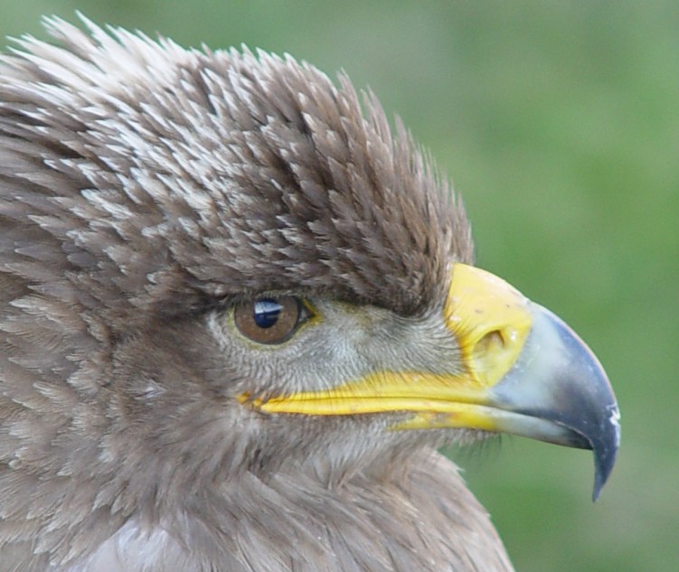 Fonds d'cran Animaux Oiseaux - Rapaces divers aigle royal