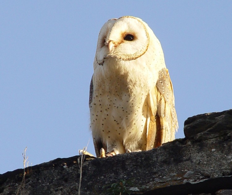 Fonds d'cran Animaux Oiseaux - Rapaces divers Wallpaper N94931