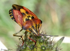 Fonds d'cran Animaux Punaise1