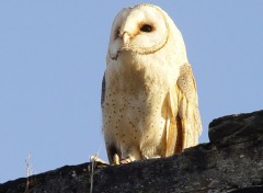 Fonds d'cran Animaux Image sans titre N94931