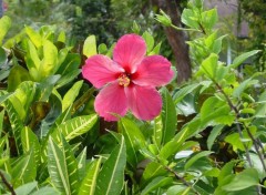 Fonds d'cran Nature fleur xotique de Guadeloupe