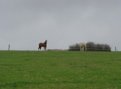 Fonds d'cran Animaux chevaux