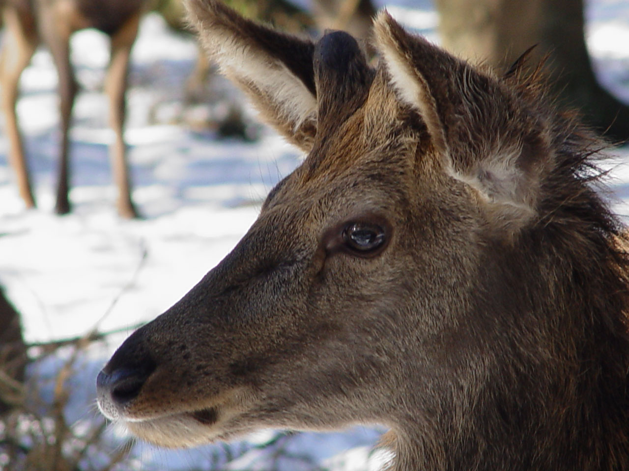 Fonds d'cran Animaux Cervids Avoir des yeux de biche, quelle merveille