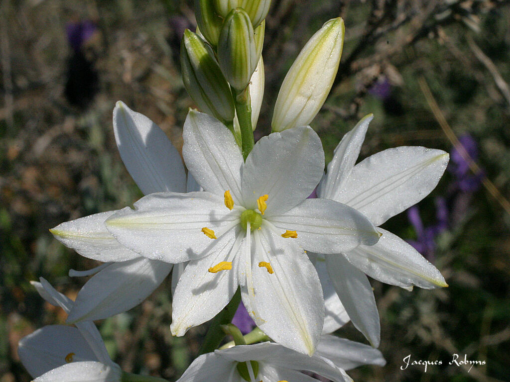 Fonds d'cran Nature Fleurs Fleur12