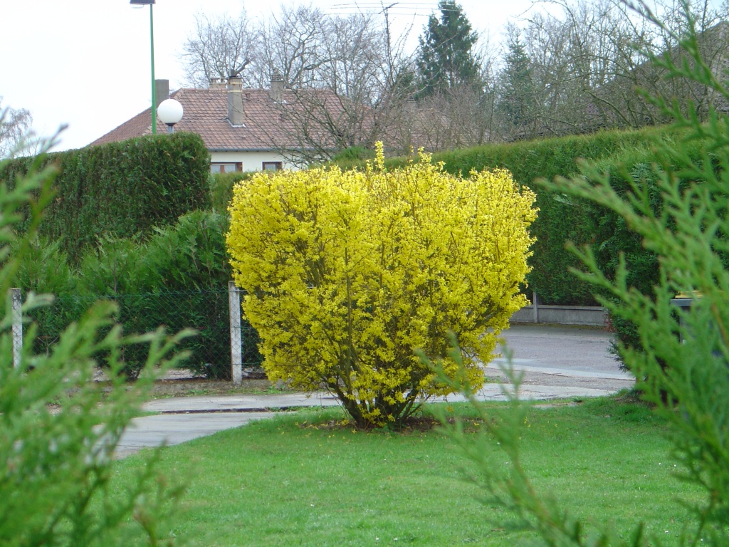 Fonds d'cran Nature Parcs - Jardins Le printemps!