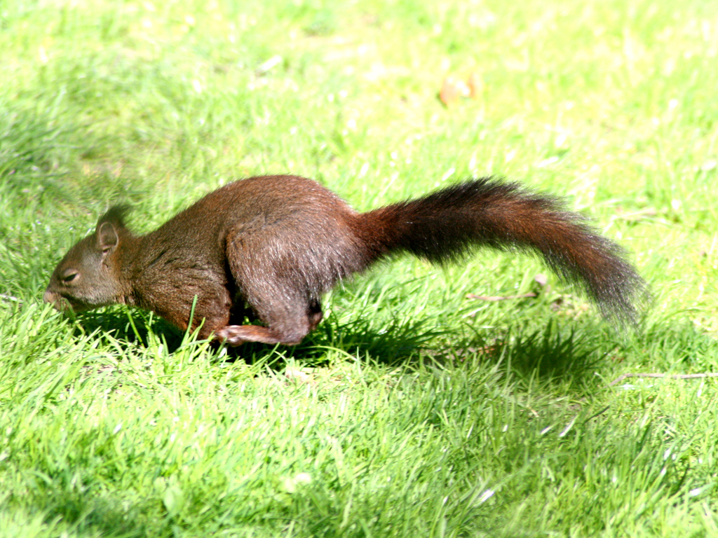 Fonds d'cran Animaux Rongeurs - Ecureuils 