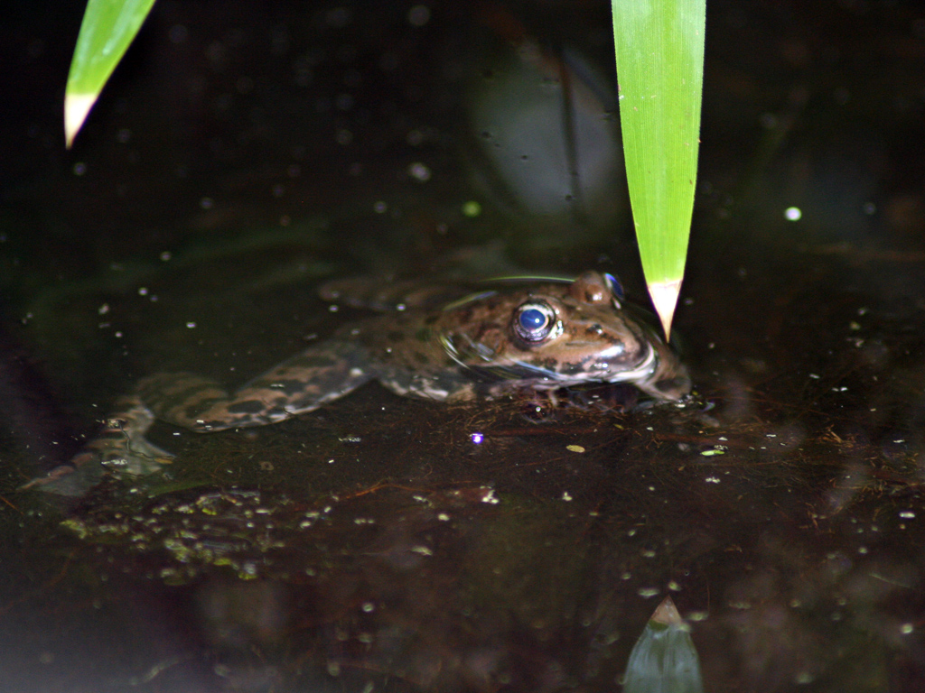 Wallpapers Animals Frogs - Toads 