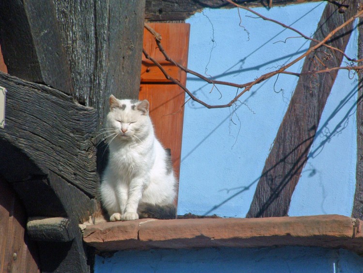 Fonds d'cran Animaux Chats - Chatons Se rchauffer et rver au soleil....