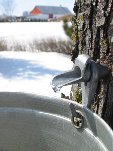 Wallpapers Nature Water - Reflection eau d'rable du qubec (canada)