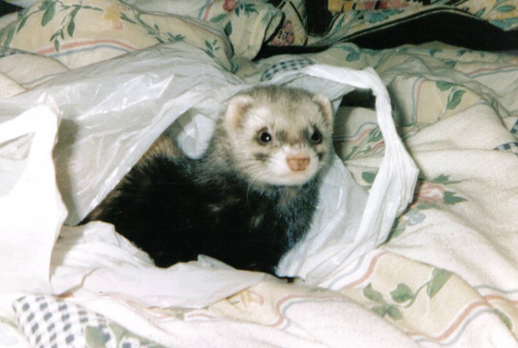 Fonds d'cran Animaux Rongeurs - Divers Furet