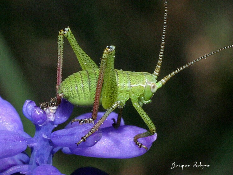 Fonds d'cran Animaux Insectes - Sauterelles et Criquets Cricket8