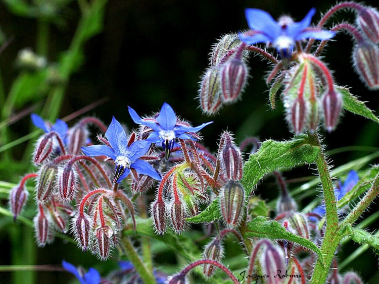 Fonds d'cran Nature Fleurs Bourrache1