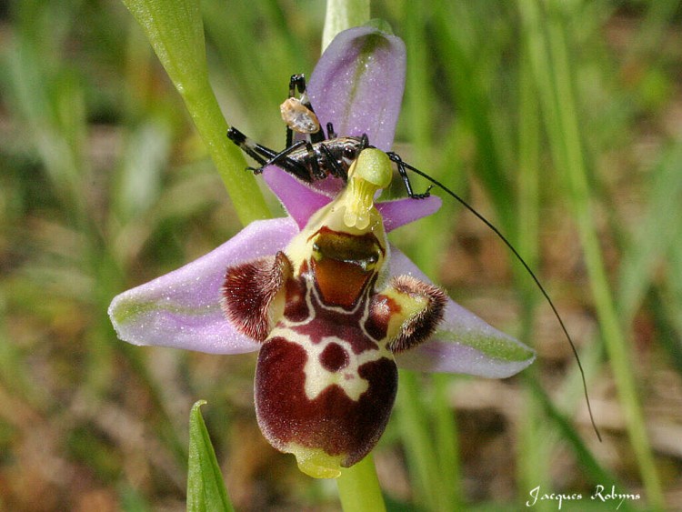 Fonds d'cran Nature Fleurs OPHRYS4