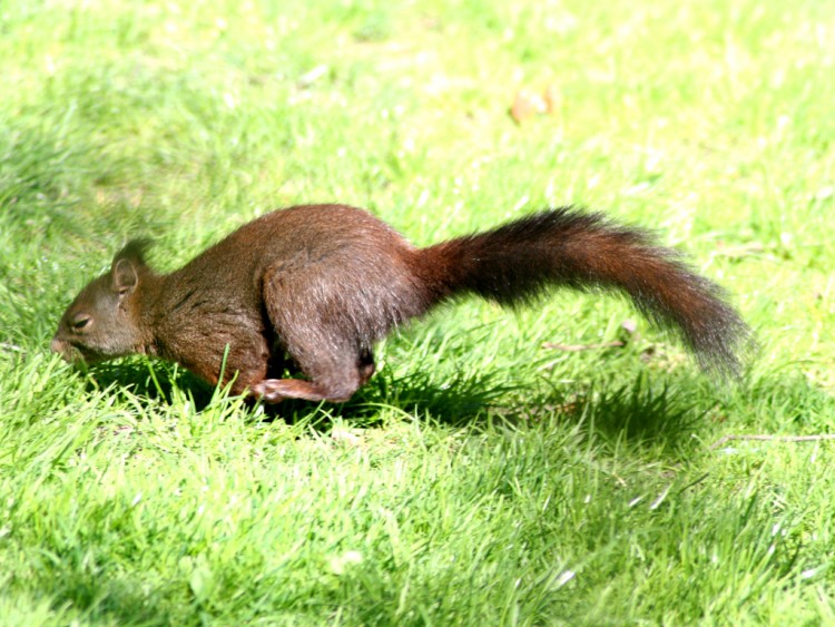 Fonds d'cran Animaux Rongeurs - Ecureuils Wallpaper N95068