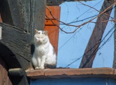 Fonds d'cran Animaux Se rchauffer et rver au soleil....