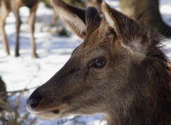 Fonds d'cran Animaux Avoir des yeux de biche, quelle merveille