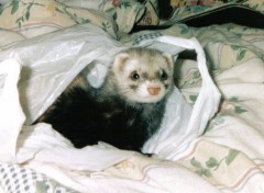 Fonds d'cran Animaux Furet