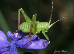 Fonds d'cran Animaux Cricket8