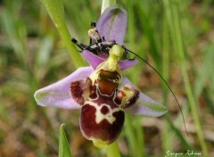 Fonds d'cran Nature OPHRYS4