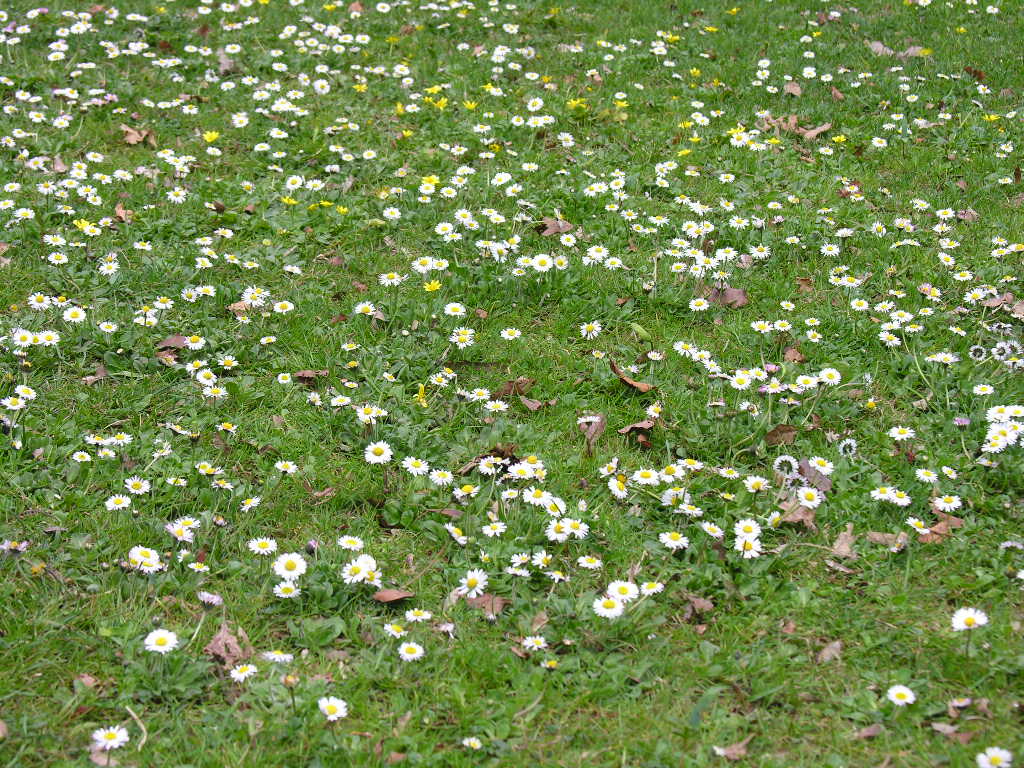 Fonds d'cran Nature Fleurs 