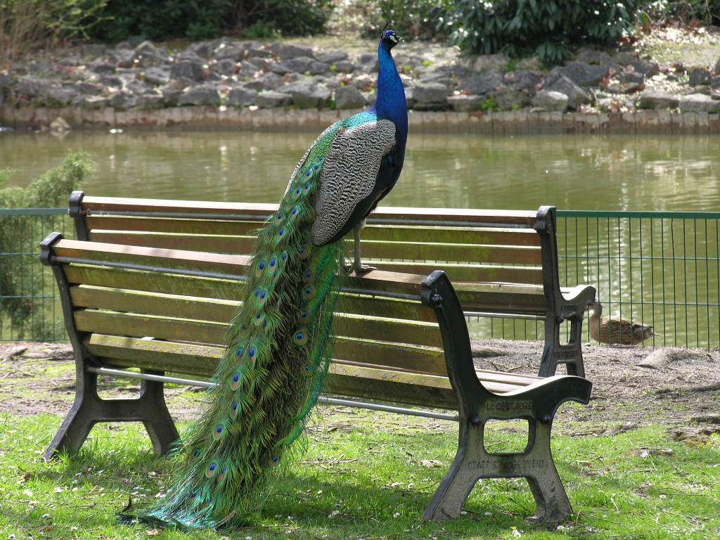 Wallpapers Animals Birds - Peacocks 