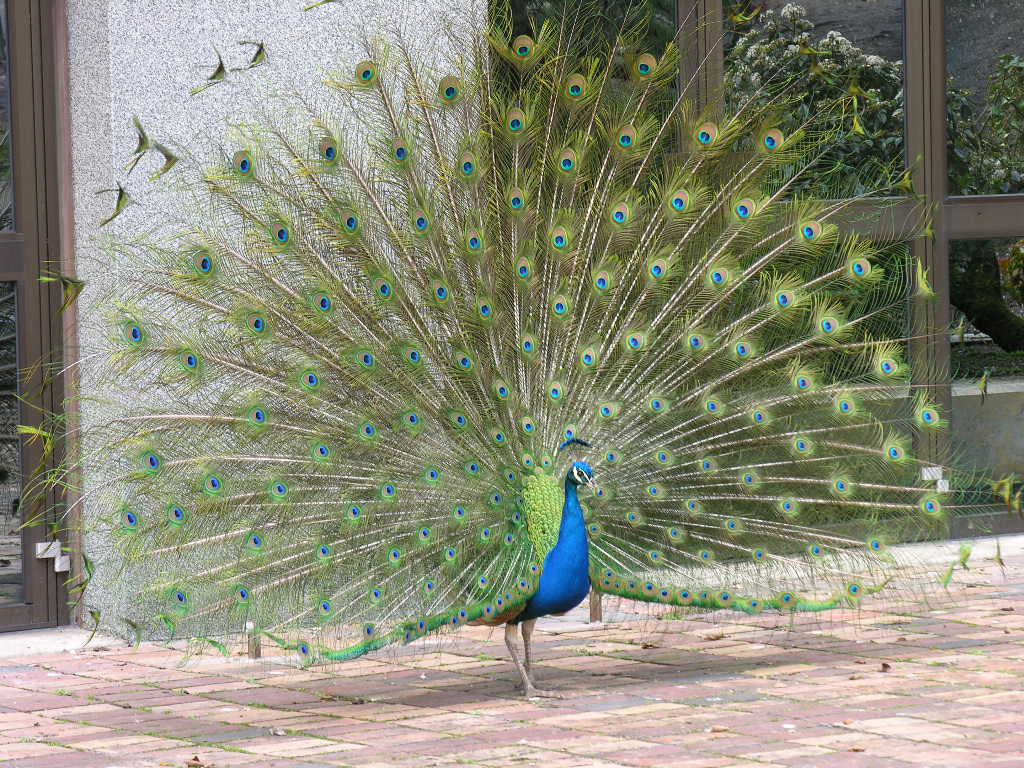 Wallpapers Animals Birds - Peacocks 