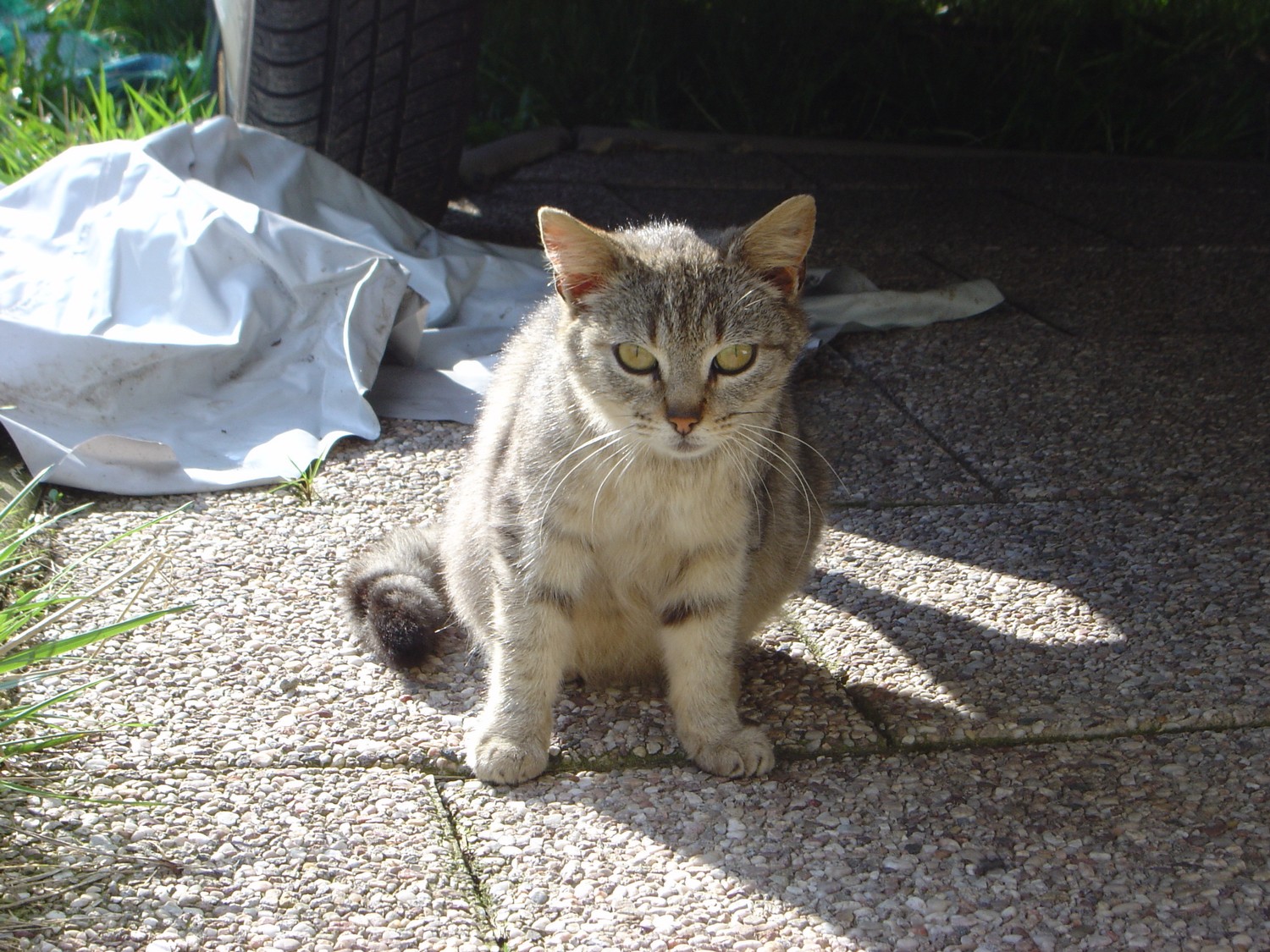 Fonds d'cran Animaux Chats - Chatons loona