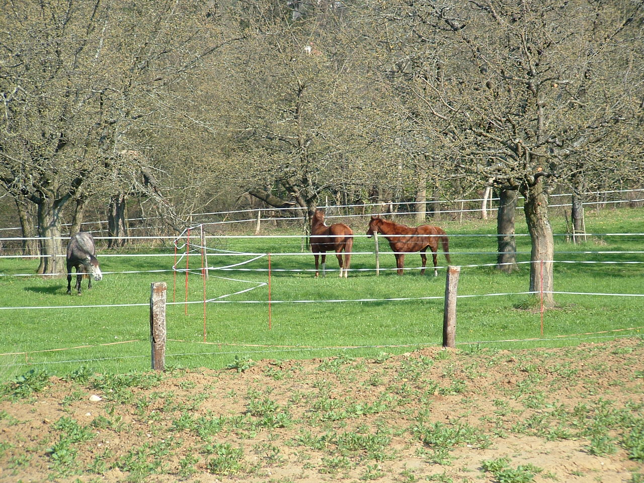 Fonds d'cran Animaux Chevaux CHEVEAUX EN ALSACE