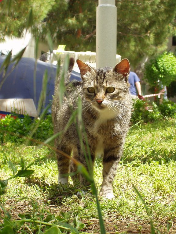 Fonds d'cran Animaux Chats - Chatons Chat Turque