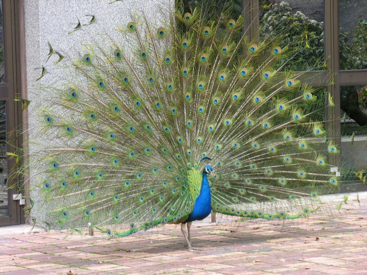 Wallpapers Animals Birds - Peacocks Wallpaper N95143