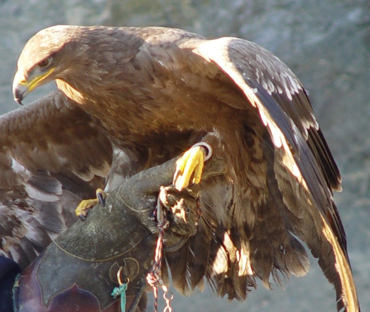 Fonds d'cran Animaux Oiseaux - Rapaces divers Wallpaper N95168