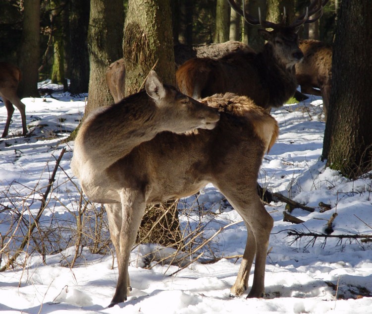 Fonds d'cran Animaux Cervids La grce d'une biche en fort ardennaise