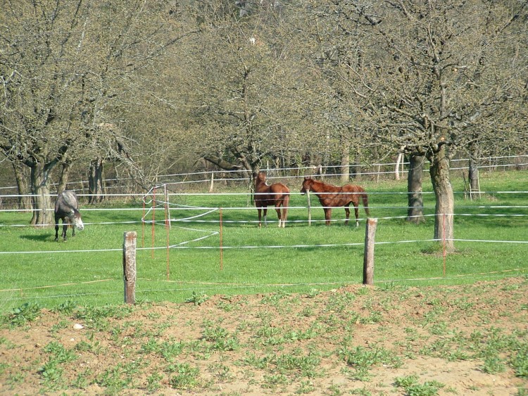 Fonds d'cran Animaux Chevaux CHEVEAUX EN ALSACE