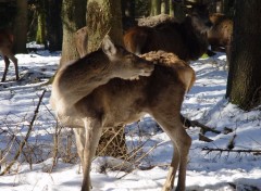 Fonds d'cran Animaux La grce d'une biche en fort ardennaise