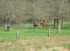 Fonds d'cran Animaux CHEVEAUX EN ALSACE