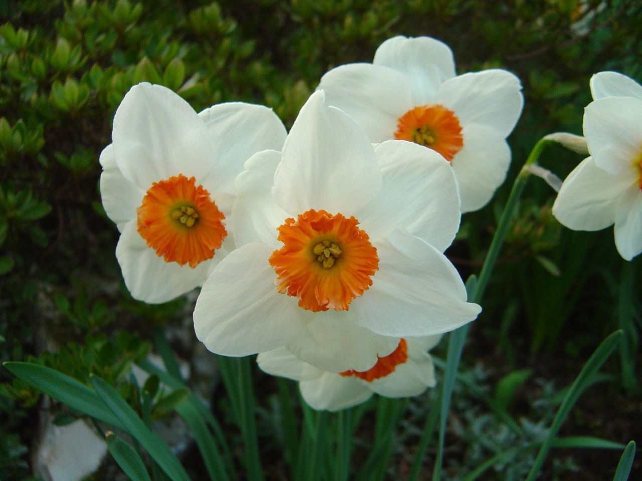 Fonds d'cran Nature Fleurs 