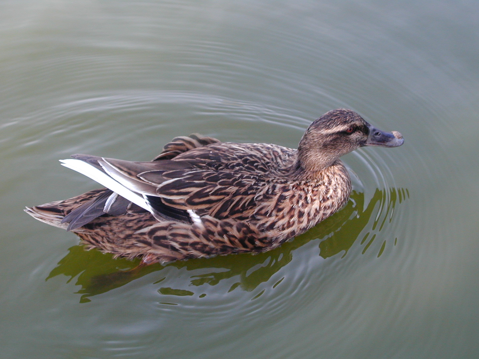 Wallpapers Animals Birds - Ducks SUZON  la piscine!!!!