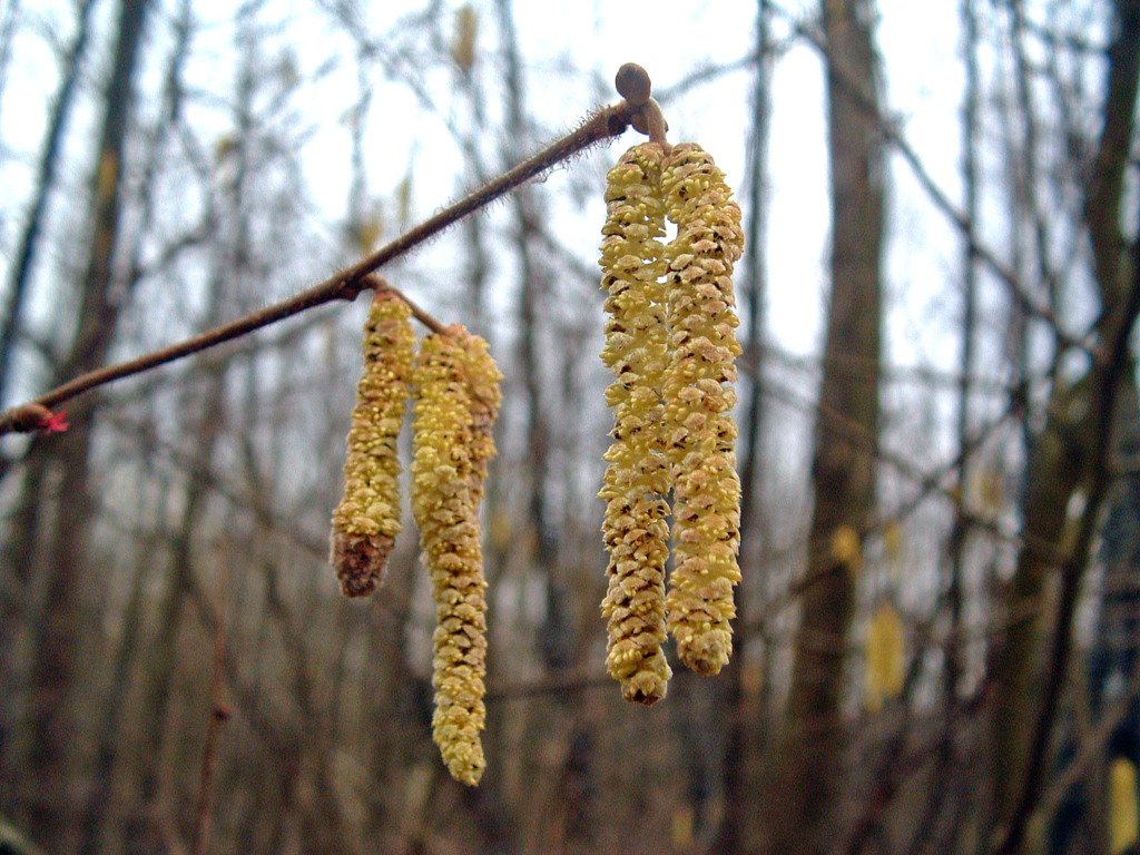 Fonds d'cran Nature Fleurs 