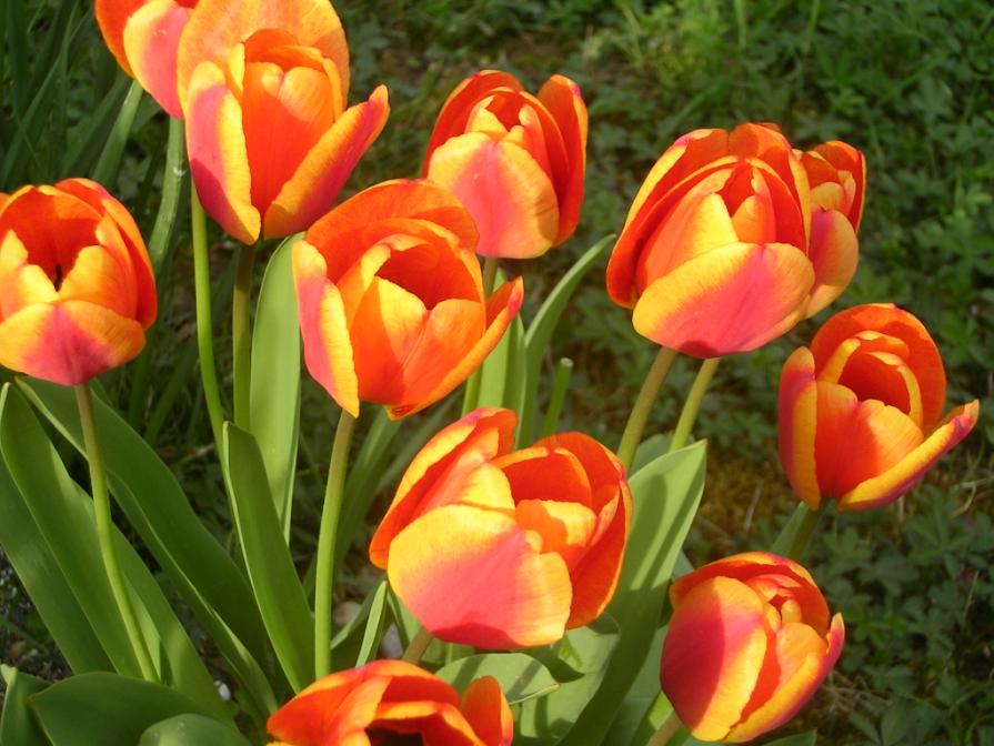 Fonds d'cran Nature Fleurs tulipes...