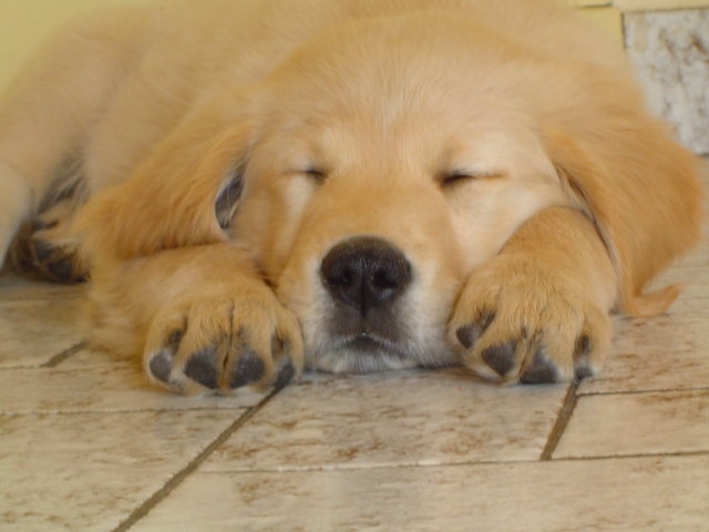 Fonds d'cran Animaux Chiens Alia qui dort paisiblement