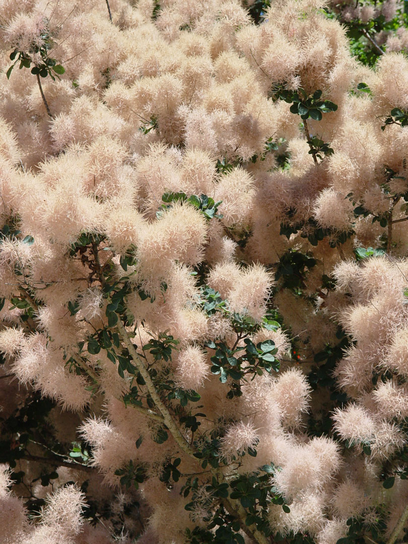 Fonds d'cran Nature Feuilles - Feuillages Arbre  pompons