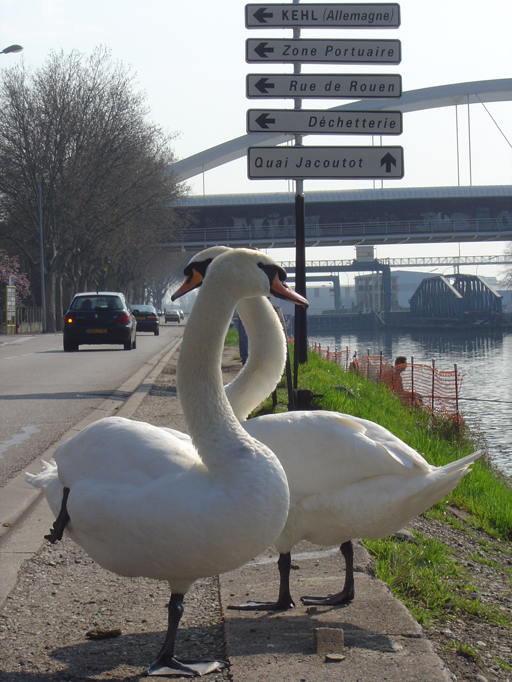 Fonds d'cran Animaux Oiseaux - Canards Pas farouches !