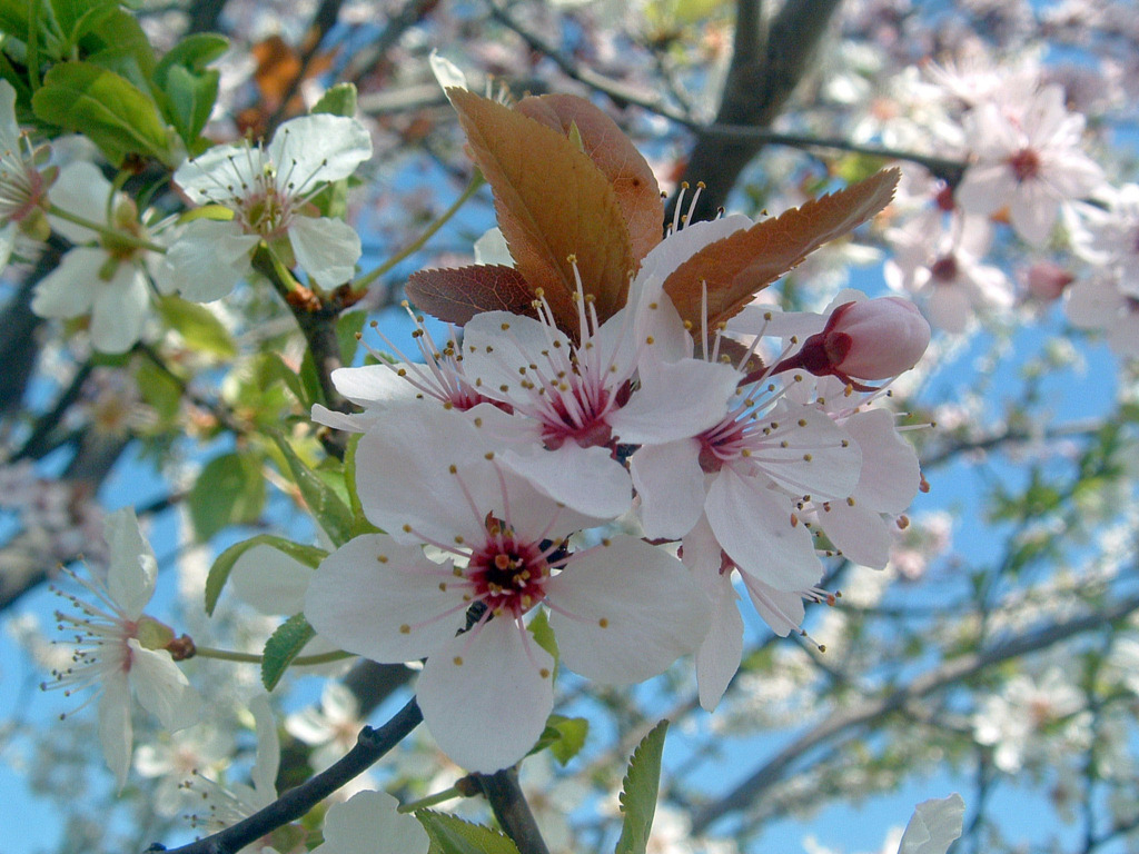 Wallpapers Nature Flowers Arbres en fleurs