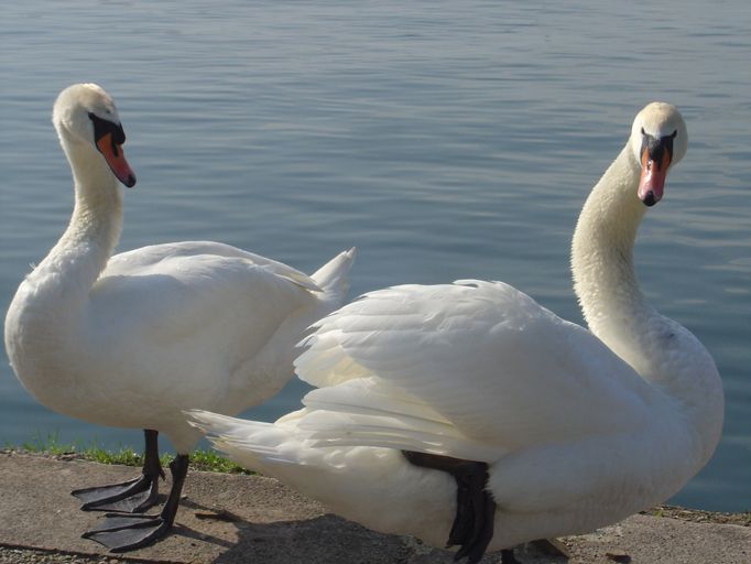 Fonds d'cran Animaux Oiseaux - Canards Canal de la Marne au Rhin