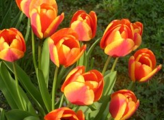 Fonds d'cran Nature tulipes...