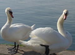 Fonds d'cran Animaux Canal de la Marne au Rhin