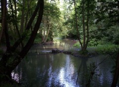 Fonds d'cran Nature Rivire en sous-bois