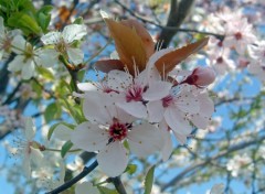 Fonds d'cran Nature Arbres en fleurs