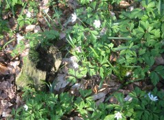 Fonds d'cran Nature dans les bois